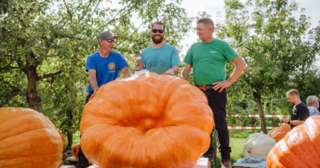 Una zucca da più di 650 chili