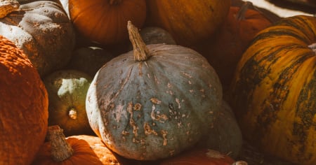 Il Regno delle Zucche: un angolo d’autunno nel cuore di Serfontana